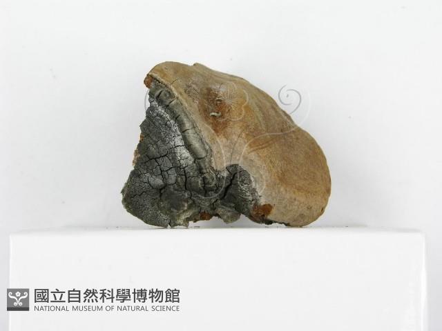 登錄號:F0017660藏品圖，第6張