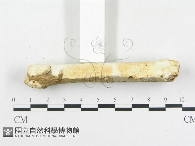 登錄號:F0007920藏品圖，第6張