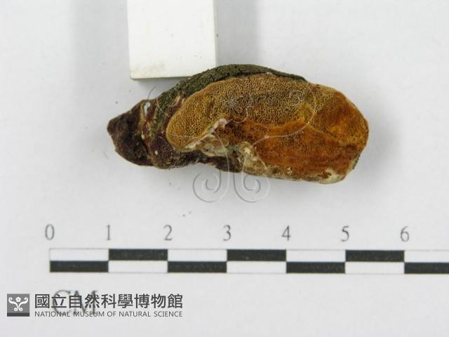 登錄號:F0017620藏品圖，第6張