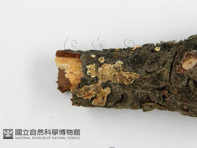 盤革菌屬藏品圖，第6張