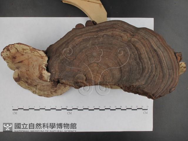 登錄號:F0015120藏品圖，第6張