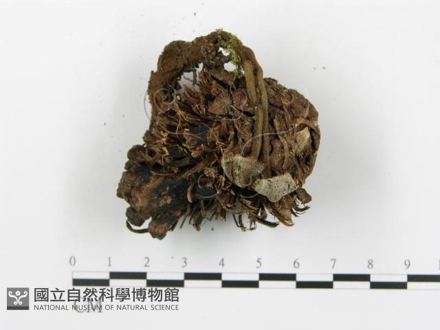 登錄號:F0018800藏品圖，第6張