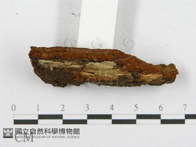 登錄號:F0017600藏品圖，第6張