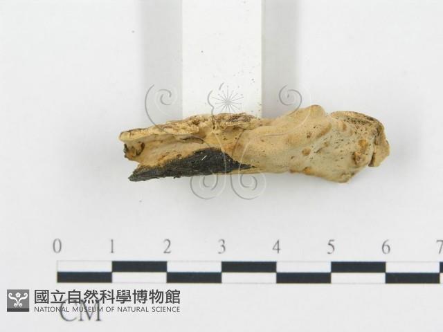 登錄號:F0017400藏品圖，第6張