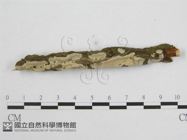 登錄號:F0004500藏品圖，第6張