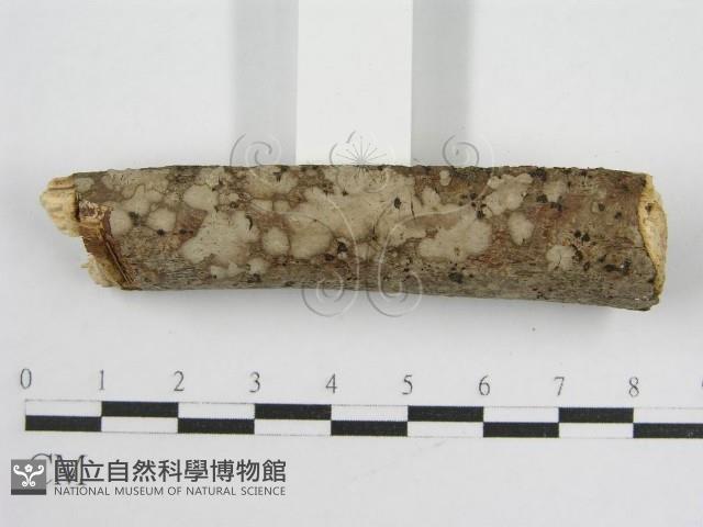 登錄號:F0012000藏品圖，第6張