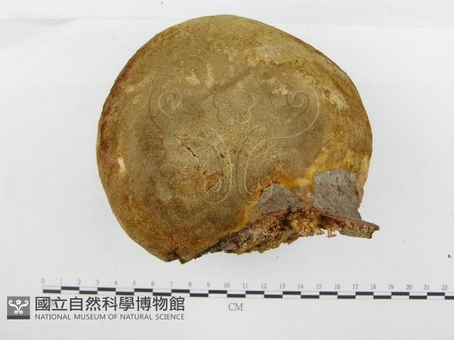 金邊纖孔菌藏品圖，第7張