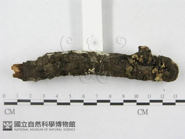 絲皮菌屬藏品圖，第6張
