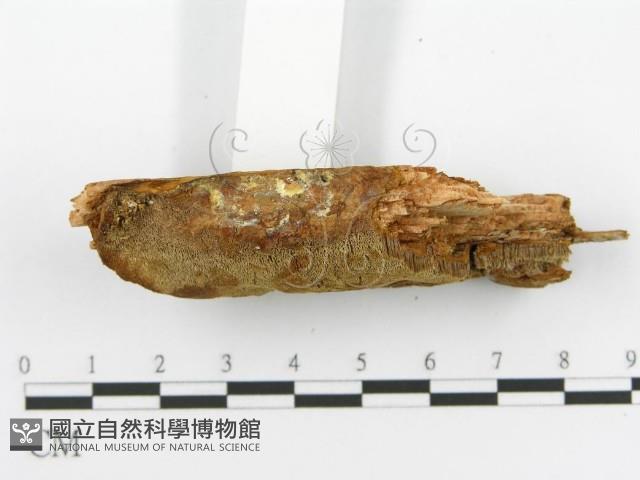 登錄號:F0017610藏品圖，第6張
