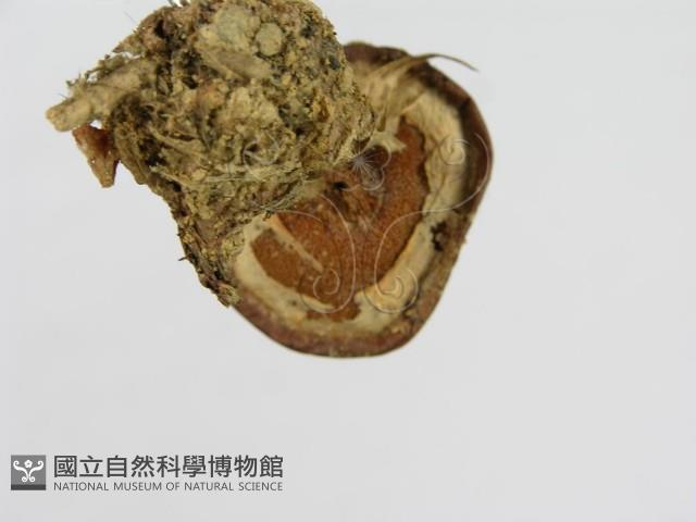 傘菌屬藏品圖，第6張
