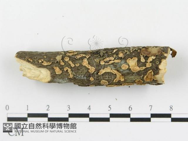 登錄號:F0013510藏品圖，第6張