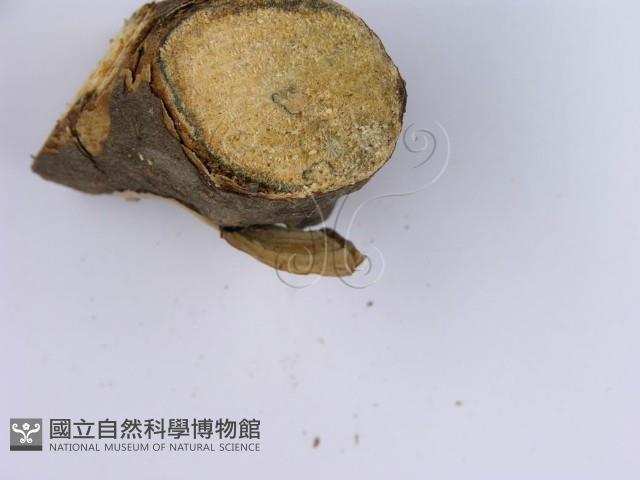 蠔韌革菌藏品圖，第6張