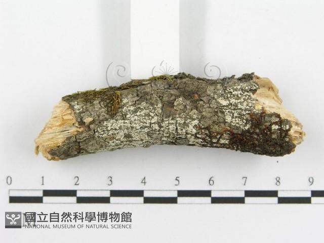 登錄號:F0014150藏品圖，第6張