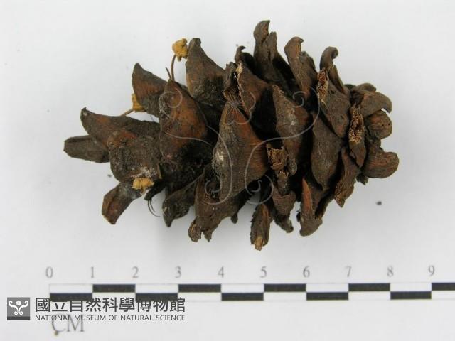 登錄號:F0019150藏品圖，第6張