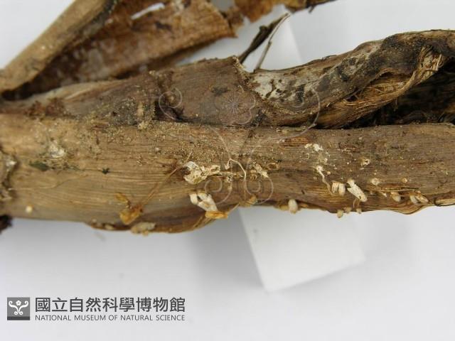 鬼傘屬藏品圖，第6張