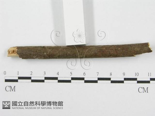 筍殼菌屬藏品圖，第6張