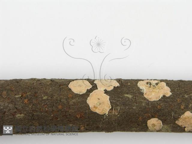 盤革菌屬藏品圖，第6張