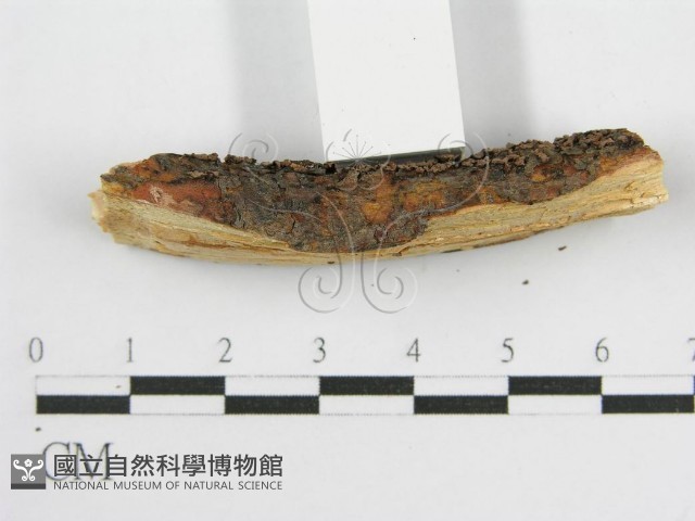 登錄號:F0016830藏品圖，第6張