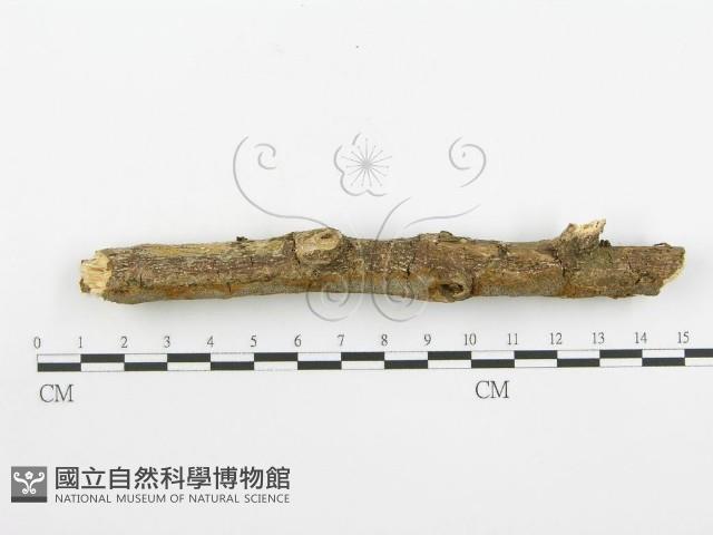 登錄號:F0001570藏品圖，第6張
