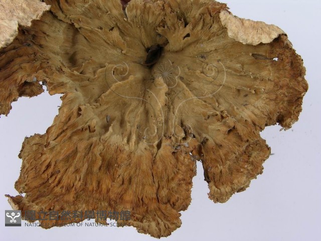 優雅波邊革菌藏品圖，第6張
