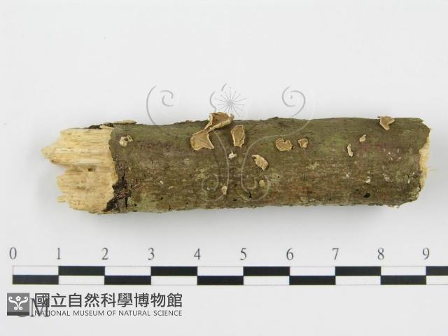 登錄號:F0003170藏品圖，第6張