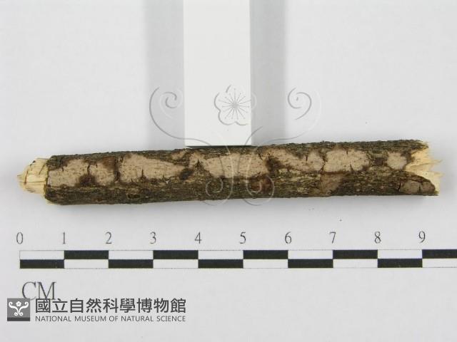 筍殼菌屬藏品圖，第6張