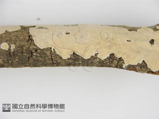 登錄號:F0002766藏品圖，第6張