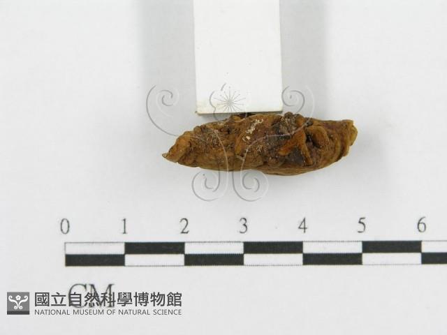 登錄號:F0004166藏品圖，第6張