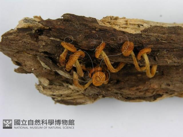 登錄號:F0012366藏品圖，第6張