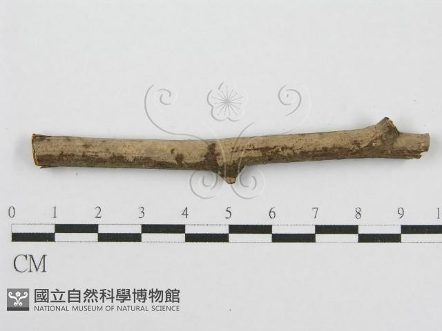 筍殼菌屬藏品圖，第6張