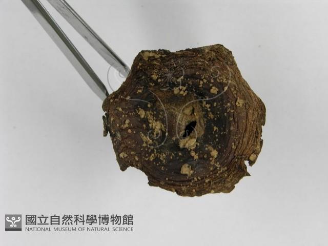 紅菇屬藏品圖，第6張
