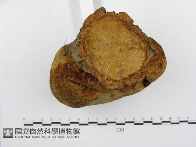 金邊纖孔菌藏品圖，第7張