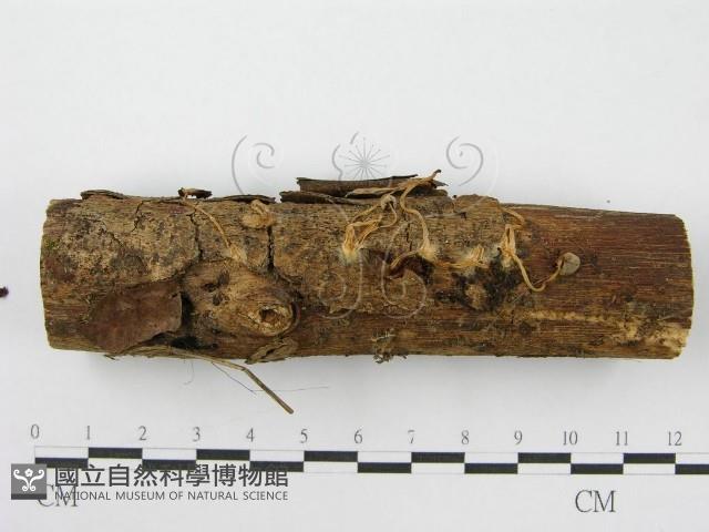 登錄號:F0004806藏品圖，第6張
