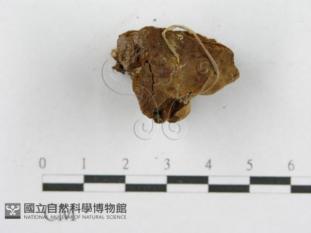 登錄號:F0017606藏品圖，第6張