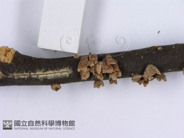 蠔韌革菌藏品圖，第6張