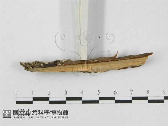 登錄號:F0010506藏品圖，第6張