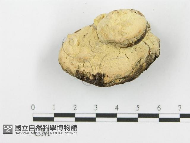 登錄號:F0006106藏品圖，第6張