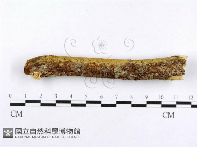 射脈菌屬藏品圖，第6張