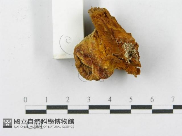 登錄號:F0017616藏品圖，第6張