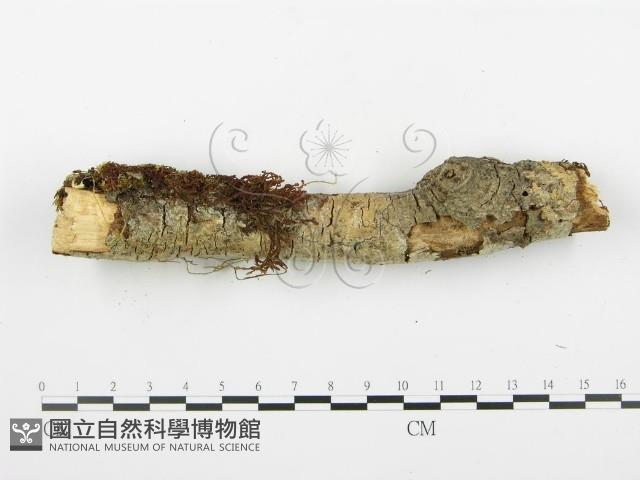 登錄號:F0003116藏品圖，第6張