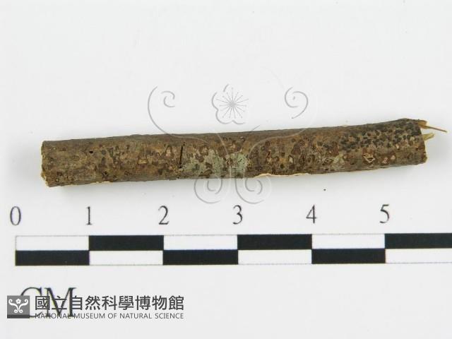 盤革菌屬藏品圖，第6張