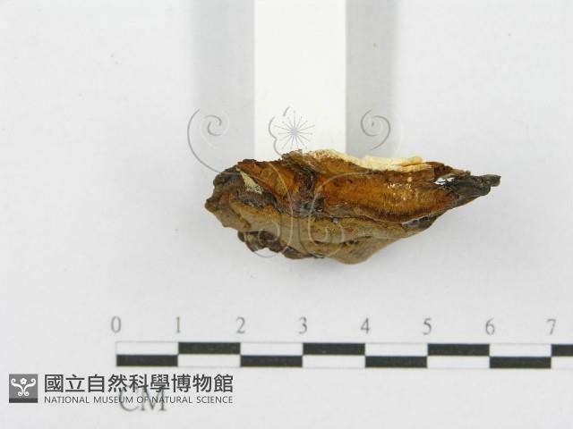 登錄號:F0017236藏品圖，第6張