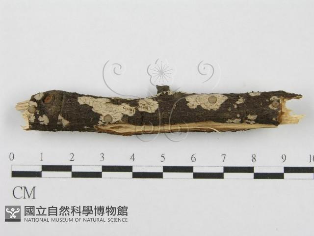 筍殼菌屬藏品圖，第6張