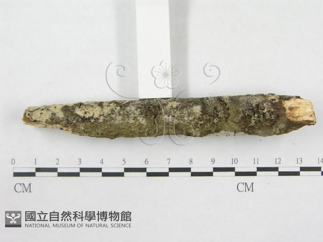 登錄號:F0014736藏品圖，第6張