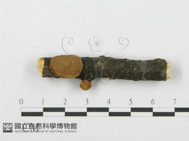 登錄號:F0017536藏品圖，第6張