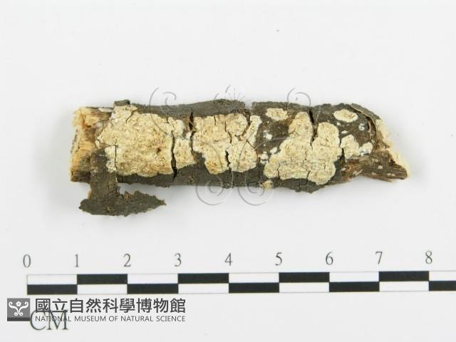 登錄號:F0015376藏品圖，第6張