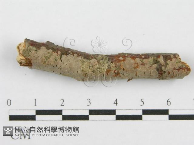 筍殼菌屬藏品圖，第6張
