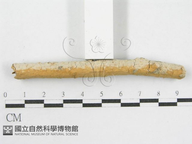 登錄號:F0002521藏品圖，第6張