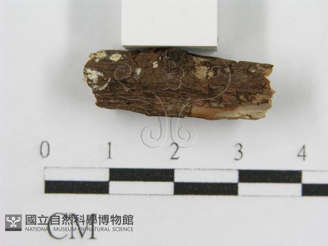 登錄號:F0012801藏品圖，第6張