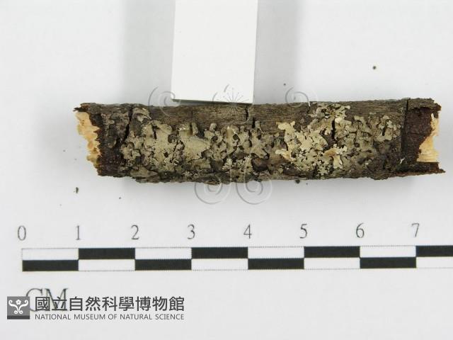 登錄號:F0013701藏品圖，第6張